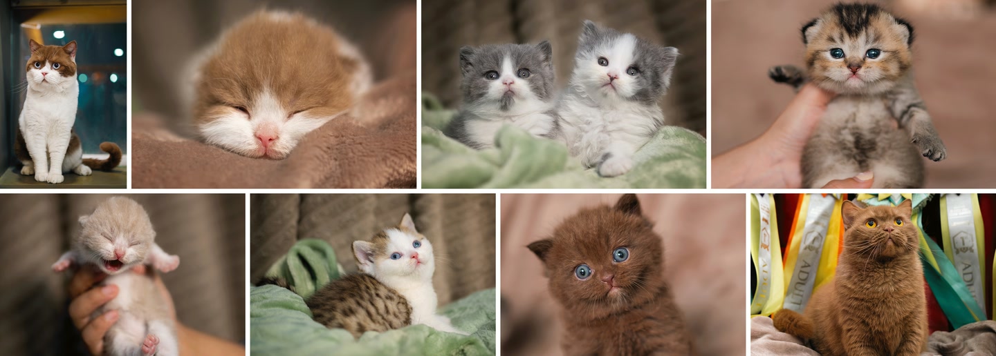 Animal
